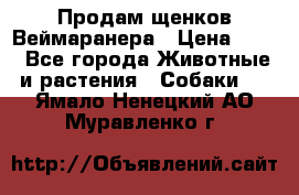 Продам щенков Веймаранера › Цена ­ 30 - Все города Животные и растения » Собаки   . Ямало-Ненецкий АО,Муравленко г.